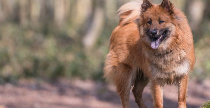 eurasier