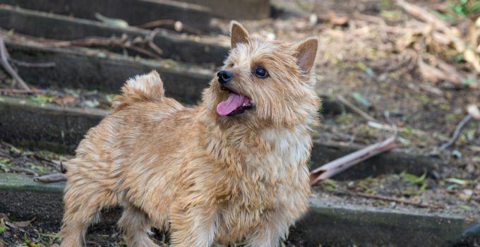 Norwich terrier cachorro