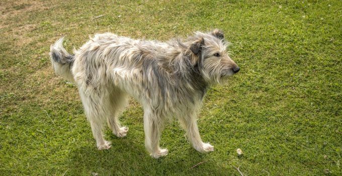 otterhound