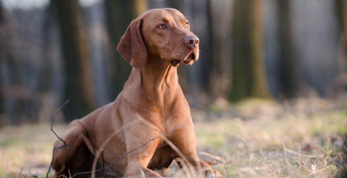Vizsla