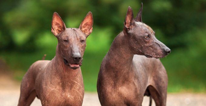 Xoloitzcuintli