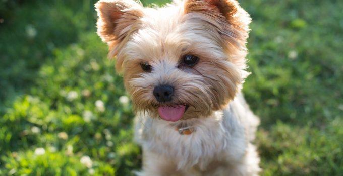Yorkshire terrier cachorro